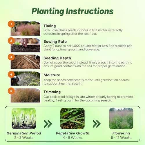Outsidepride Sand Love Grass Seeds - 5,000 Pcs. Perennial, Easy to Grow, Drought-Tolerant, Tall Ornamental Grass, Thrives in Sandy Soil, Wind & Erosion Control for Landscaping, Year-Round Beauty - Image 5