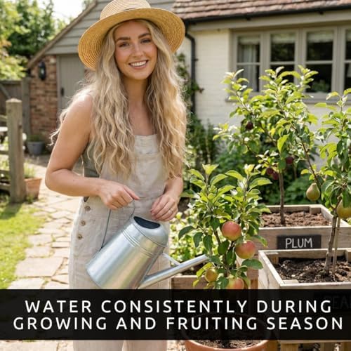 Backyard Orchard Fruit Trees | 2 Apple 2 BlackBerry, 2 Black Cherry | 6 Plants - Image 6