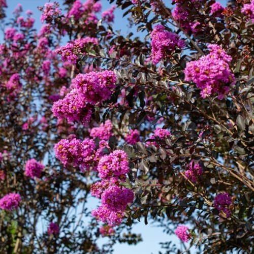 Thunderstruck Lavender Skies Crape Myrtle Live Tree, 1 gal., 12-18 in - Image 3