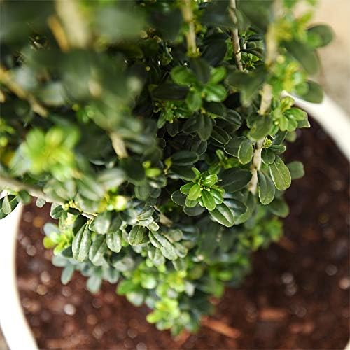 Perfect Plants Sky Pencil Japanese Holly, 1-2 ft, Live Plant - Image 4