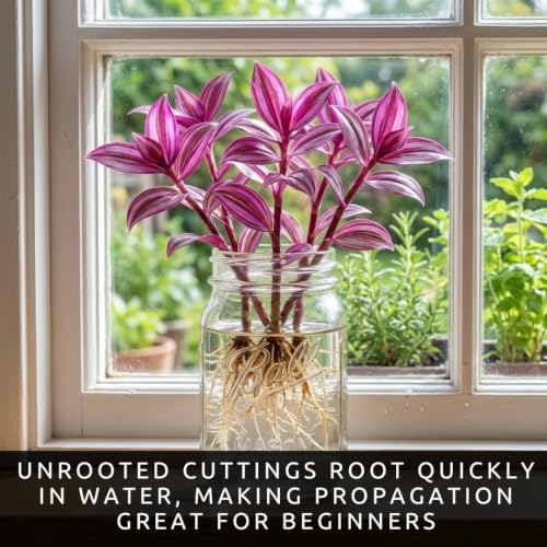 Tradescantia Live Plant Cuttings, Indoor Wandering Jew, 5 Pink Pony Club - Image 3