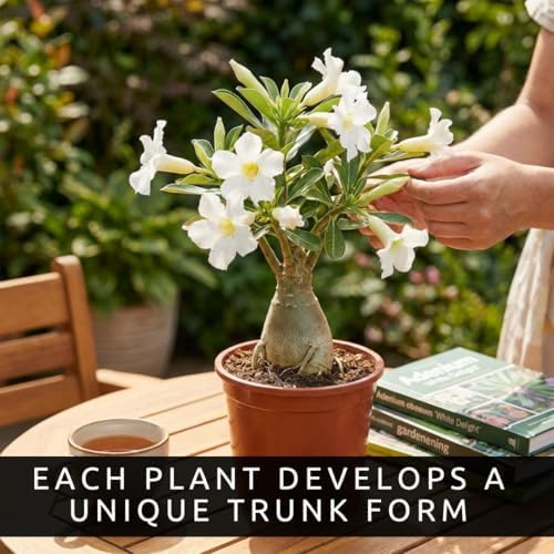 Desert Rose Seeds for Planting (Adenium Obesum) | Mixed Color Variety Bonsai Seeds | Rare Tropical Flowering Succulent | Exotic Indoor & Outdoor Ornamental Plant (25 Seeds) - Image 5