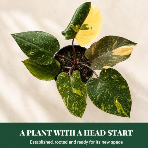Philodendron Orange Princess Live Plant, Rare Variegated Houseplant - Image 4