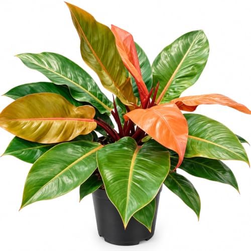 Philodendron Prince of Orange Live Plant in 2" Pot by NYCitySucculents