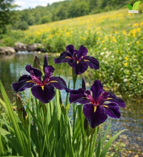 Votaniki Black Gamecock Louisiana Iris #1 Size Bare Root, Deep Purple 4 to 6 Inch Flowers for Rain Gardens, Water Gardens, Borders, Cut Flowers and Mass Planting - Image 4