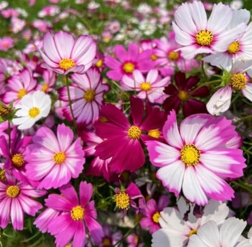 Cosmos Flower Seeds 300PCS, Easy Growing Colorful Outdoor Blooms - Image 4