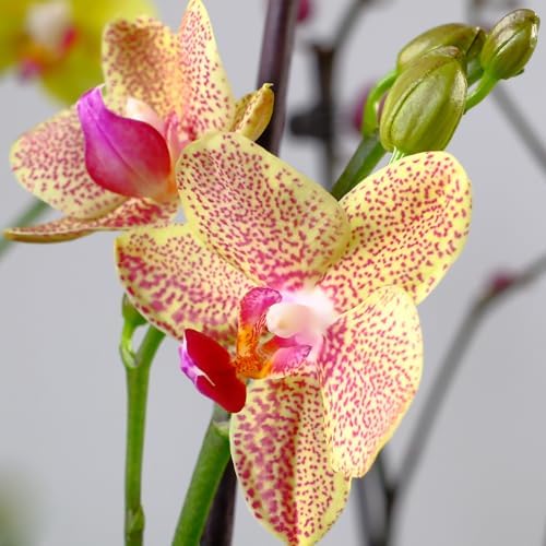 Premium Spotted Live Orchid Plant Blooming in 3.5" Blue & White Orchid Pot, Live Plants, Houseplant Gifts, Approx. 16" Tall, Pet Friendly Houseplants, Phalaenopsis Moth Flower by Plants for Pets - Image 7