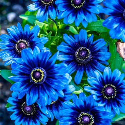 300+ Mixed Color Echinacea Seeds-Perennial Coneflower Seeds-Coneflowers Seed Non-GMO Perennials Plants, Pollinators & Cut Flowers for Garden - Image 2