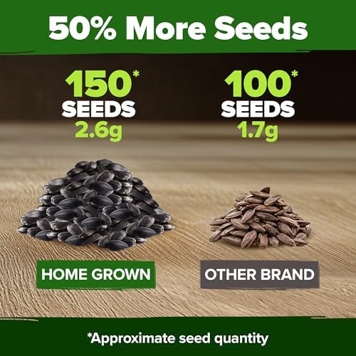 HOME GROWN Chocolate Cherry Sunflower Seeds, 150 Seeds, Helianthus annuus - Image 6