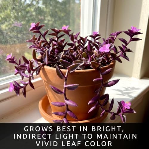 Purple Heart Tradescantia Live Plant, Indoor Wandering Jew, 5 Cuttings - Image 4