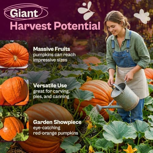 SVI 40 Big Max Pumpkin Seeds (Cucurbita Maxima) – Giant Pumpkin Seed Packets, Pumpkins Squash Garden Seed – Heirloom Vegetable Seeds for Home Garden, Outdoor Beds, and Sunny Home Plots - Image 3
