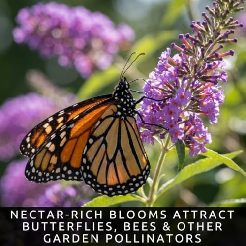 Butterfly Bush Seeds for Planting | 100 Seeds | Buddleja Flower Shrub - Image 3