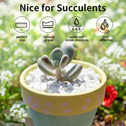 FANTIAN 5 lbs White Pea Gravel, 3/8 Inch Pebble Rocks for Indoor Plants - Image 6