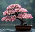 10 Miniature Cherry Blossom Bonsai Tree Seeds for Planting by CZGrain