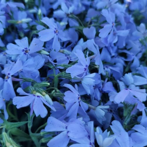 Blue Creeping Phlox Live Plant, Perennial Ground Cover, 3-7" Tall in Pot - Image 4