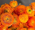 Orange French Peony Ranunculus, 12 Largest Size Corms by MardeRossCompany