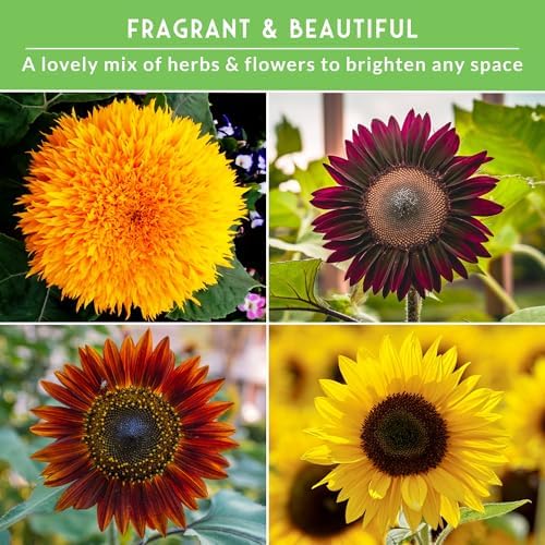 Sunflower Seeds Collection 6 Variety Pack for Planting - Image 4