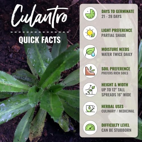 Seed Needs Culantro Seeds to Plant an Herb Garden - 5 Packs - Image 4