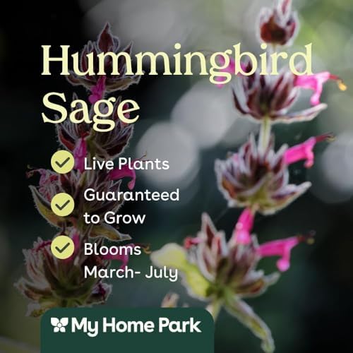 Hummingbird Sage 32 Live Plants (Salvia spathacea) – Native California Fragrant Groundcover for Shade Gardens, Drought Tolerant Perennial Flowers, Pollinator Friendly Landscaping - Image 3