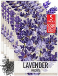 Seed Needs Blue Hidcote Lavender Seeds to Plant an Herb Garden - 5 Packs by SeedNeeds