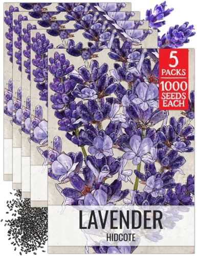 Seed Needs Blue Hidcote Lavender Seeds to Plant an Herb Garden - 5 Packs by SeedNeeds