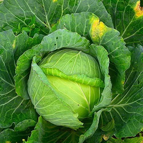 Mountain Valley Seed Co Cabbage Seeds Glory of Enkhuizen 1 Oz ~6,500 Seeds by MountainValleySeedCompany