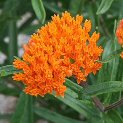 2 Orange Milkweed Live Plants, Flowering Plant, 4-7 Inch Tall - Image 6