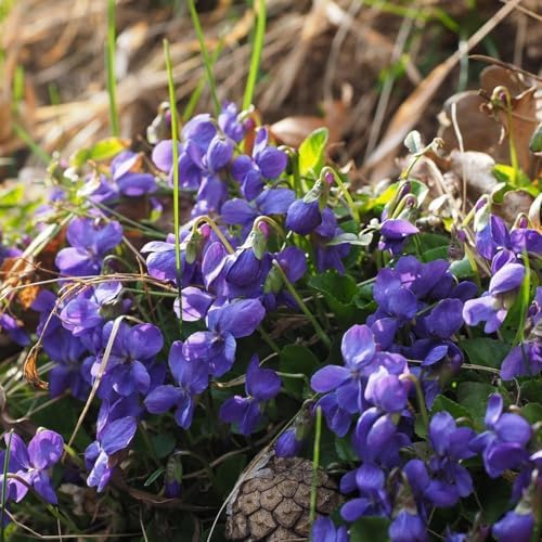 CarpetC 200+ Violet Seeds for Planting, Perennial Wildflower Viola sororia, Non-GMO Ground Cover Attracts Butterflies for Shade Gardens and Lawns, Home Garden - Image 3