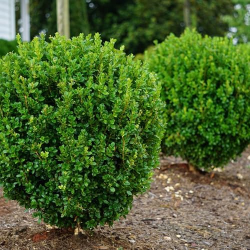 Proven Winners NewGen Freedom Boxwood (Buxus) Live Plant, 4.5" Qt - Image 3