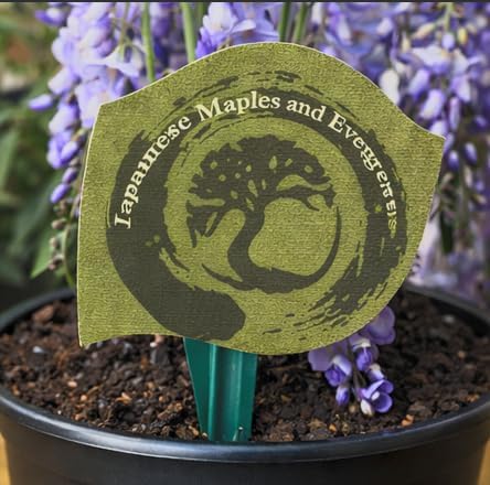 Blue Moon Wisteria Vine - Massive Foot Long Fragrant Flowers - Attract Hummingbirds - 2 - Year Plant by - Japanese Maples and Evergreens - Image 3