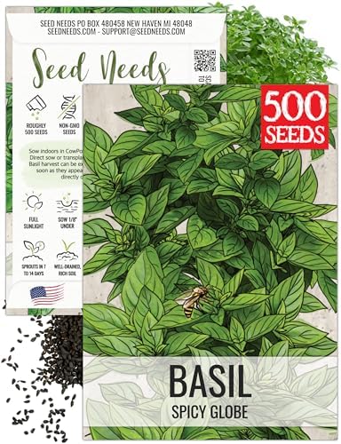 Seed Needs Spicy Globe Basil Seeds to Plant an Herb Garden - 1 Pack by SeedNeeds