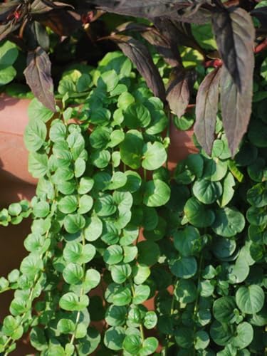 Perennial Farm Marketplace Lysimachia nummularia (Creeping Jenny) Groundcover, 1 Quart, Green Leaves with Yellow Flowers by PerennialFarmMarketplace