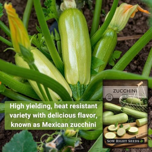Sow Right Seeds - Grey Zucchini Seed for Planting Summer Squash Garden 2pk - Image 3