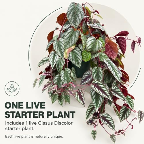 Cissus Discolor Live Plant - Rare Rex Begonia Vine Starter - Image 5