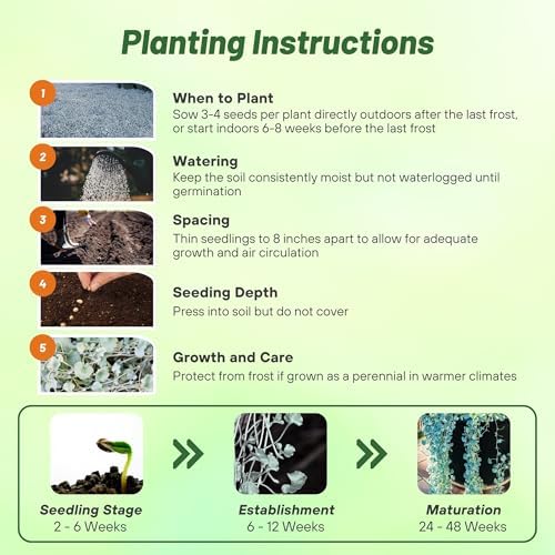Outsidepride Perennial Dichondra Silver Falls Seed - 15 Pcs Heat & Drought-Tolerant, Low-Maintenance Ground Cover Seeds for Planting, Ideal for Container Plant, Erosion Control, & Silver Foliage - Image 4