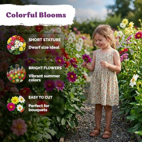 250 Dwarf Single Mix Dahlia Heirloom Flower Seeds, Dahlia Variabilis - Image 4