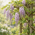 10 Japanese Wisteria Heirloom Seeds for Planting by Unknown