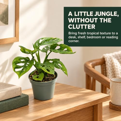 Monstera Adansonii Swiss Cheese Live Plant - 4 Inch Fenestrated - Image 5