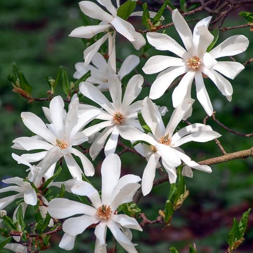 Star Magnolia Live Plant, Flowering Tree, 6-12 Inch Tall, 2.5 Inch Pot - Image 2