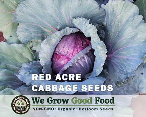 Cabbage Seeds for Planting - Combo Pack – 5 Heirloom Varieties Individually Packaged – Organic, High Germination, Non-GMO Grown in the USA - Image 7