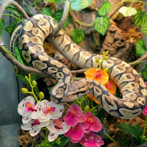 5 Pcs Reptile Plants & Habitat Decor Kit - 3 Artificial Phalaenopsis Orchid & Large 5ft Jungle Vine Branch, Terrarium Tank Decor & Climbing Accessories for Crested Gecko, Bearded Dragon - Image 4