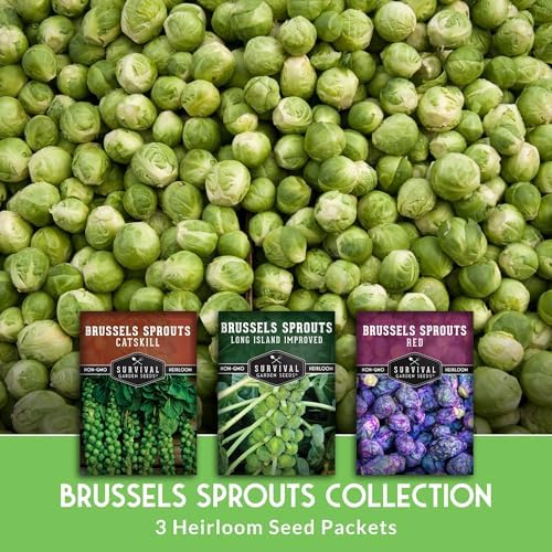 Brussels Sprouts Seeds 3 Variety Pack for Planting - Survival Garden Seeds - Image 3