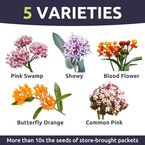 Milkweed Seed Variety Pack | 5 Individual Packs - 2026 Season - Showy, Pink Swamp, Butterfly Orange, Common Pink, Blood Flower | for Planting | by Sweet Yards - Image 3