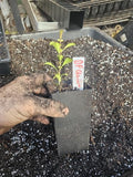 2-Pack Live Dwarf Flowering Quince Tree, Rooted in 5" Pot, Very Hardy by Unknown