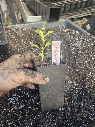 2-Pack Live Dwarf Flowering Quince Tree, Rooted in 5" Pot, Very Hardy by Unknown