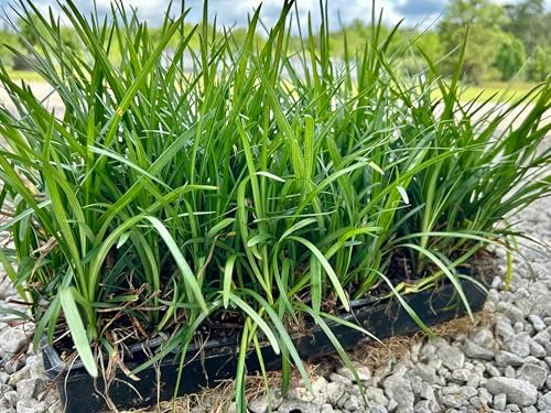 Liriope Spicata Live Plants, 18 Pack of 3 Inch Pots, Creeping Liriope - Image 4