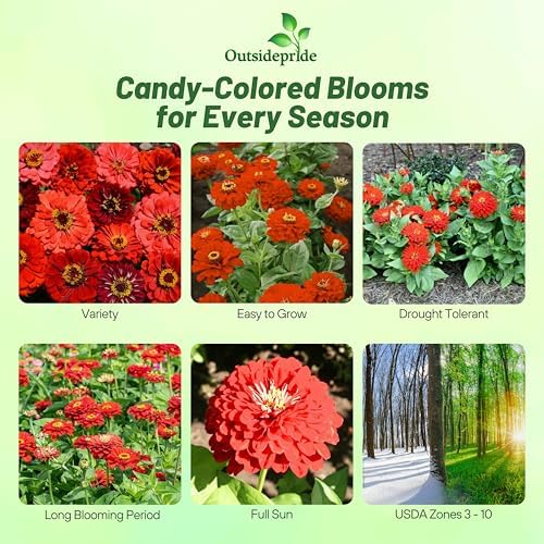Outsidepride Berry Tart Zinnia Seeds - 1000 Pcs Annual, Heat & Drought Tolerant Flower Seeds for Planting w/Vibrant Blooms for Pollinator Gardens & Floral Arrangements - Image 2