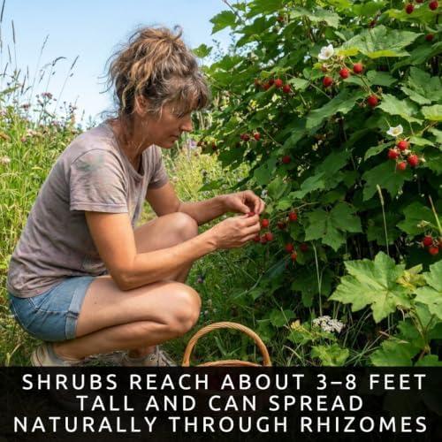 100 Thimbleberry Seeds | Rubus parviflorus | Berry Seeds for Planting - Image 3