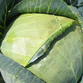 Sustainable Seed Co All Seasons Cabbage Seeds 1 g ~300 Seeds Heirloom by SustainableSeed