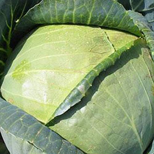 Sustainable Seed Co All Seasons Cabbage Seeds 1 g ~300 Seeds Heirloom by SustainableSeed